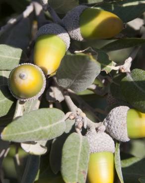 Fotografia 9 da espécie Quercus rotundifolia no Jardim Botânico UTAD