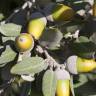 Fotografia 9 da espécie Quercus rotundifolia do Jardim Botânico UTAD