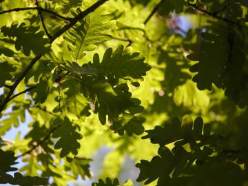 Fotografia da espécie Quercus robur