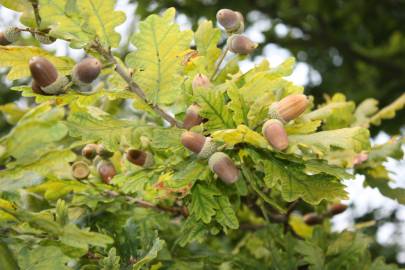 Fotografia da espécie Quercus robur