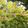 Fotografia 7 da espécie Quercus robur do Jardim Botânico UTAD