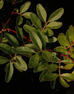 Fotografia 13 da espécie Pistacia lentiscus no Jardim Botânico UTAD