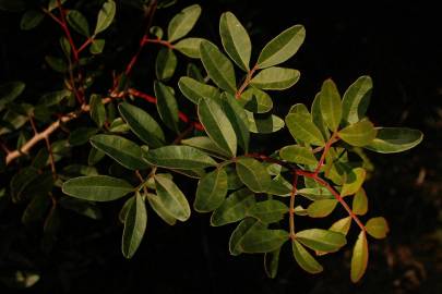 Fotografia da espécie Pistacia lentiscus