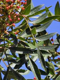 Fotografia da espécie Pistacia lentiscus