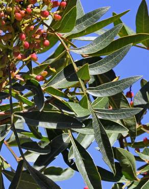 Fotografia 14 da espécie Pistacia lentiscus no Jardim Botânico UTAD