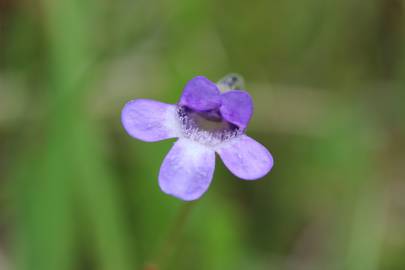 Fotografia da espécie Pinguicula vulgaris