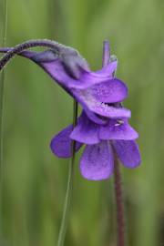 Fotografia da espécie Pinguicula vulgaris