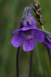 Fotografia da espécie Pinguicula vulgaris