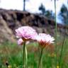 Fotografia 4 da espécie Armeria beirana do Jardim Botânico UTAD