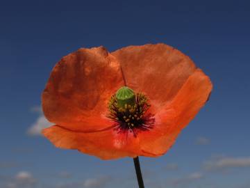 Fotografia da espécie Papaver dubium