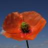 Fotografia 6 da espécie Papaver dubium do Jardim Botânico UTAD