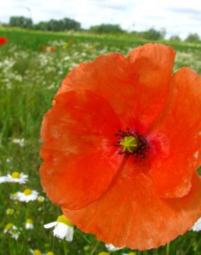 Fotografia 7 da espécie Papaver dubium no Jardim Botânico UTAD