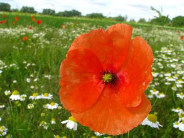 Fotografia da espécie Papaver dubium