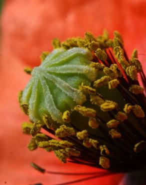 Fotografia 8 da espécie Papaver dubium no Jardim Botânico UTAD