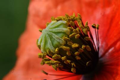 Fotografia da espécie Papaver dubium