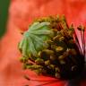 Fotografia 8 da espécie Papaver dubium do Jardim Botânico UTAD