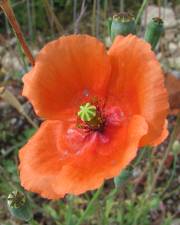 Fotografia da espécie Papaver dubium