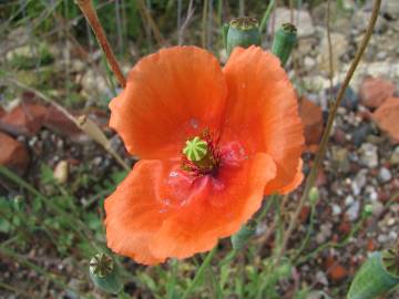 Fotografia da espécie Papaver dubium