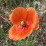 Fotografia 1 da espécie Papaver dubium do Jardim Botânico UTAD