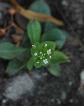 Fotografia 13 da espécie Samolus valerandi no Jardim Botânico UTAD