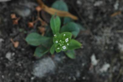 Fotografia da espécie Samolus valerandi