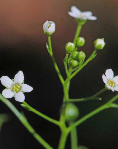 Fotografia de capa Samolus valerandi - do Jardim Botânico