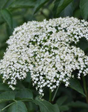 Fotografia 11 da espécie Sambucus nigra subesp. nigra no Jardim Botânico UTAD