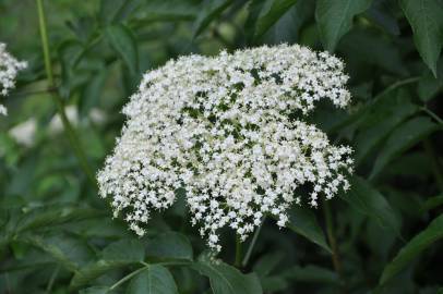 Fotografia da espécie Sambucus nigra subesp. nigra