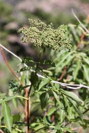 Fotografia da espécie Sambucus nigra subesp. nigra