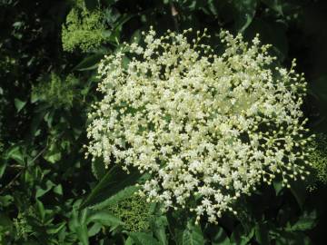 Fotografia da espécie Sambucus nigra subesp. nigra