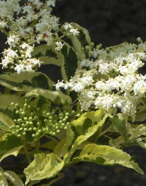 Fotografia 1 da espécie Sambucus nigra subesp. nigra no Jardim Botânico UTAD