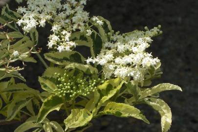 Fotografia da espécie Sambucus nigra subesp. nigra