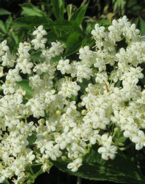 Fotografia 14 da espécie Sambucus nigra subesp. nigra no Jardim Botânico UTAD