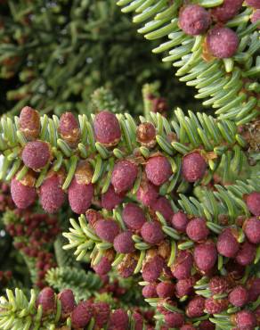 Fotografia 4 da espécie Abies pinsapo no Jardim Botânico UTAD