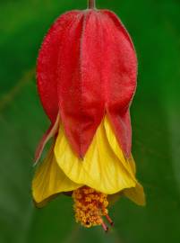 Fotografia da espécie Abutilon megapotamicum var. kentish-belle