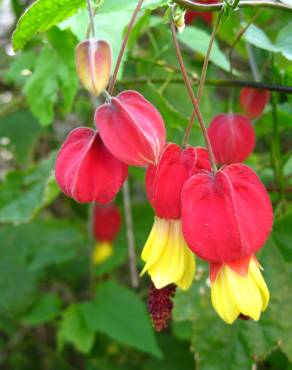 Fotografia 6 da espécie Abutilon megapotamicum var. kentish-belle no Jardim Botânico UTAD