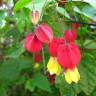 Fotografia 6 da espécie Abutilon megapotamicum var. kentish-belle do Jardim Botânico UTAD