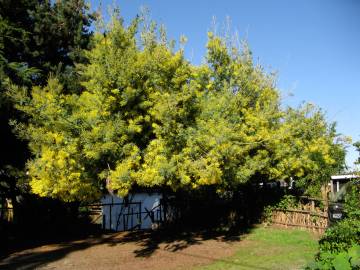 Fotografia da espécie Acacia dealbata