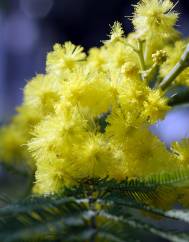 Acacia dealbata