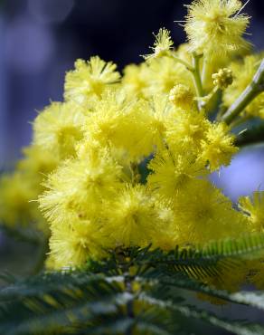 Fotografia 1 da espécie Acacia dealbata no Jardim Botânico UTAD