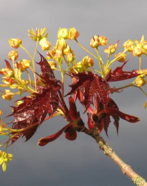 Fotografia 1 da espécie Acer platanoides no Jardim Botânico UTAD