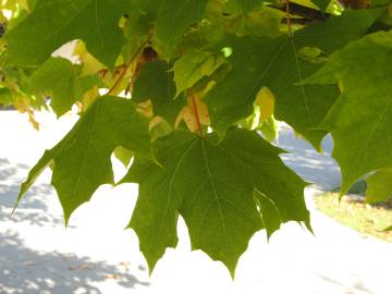 Fotografia da espécie Acer platanoides