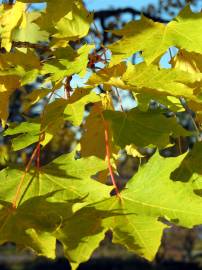 Fotografia da espécie Acer platanoides