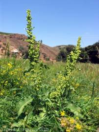 Fotografia da espécie Rumex obtusifolius