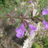 Fotografia 5 da espécie Acinos alpinus subesp. meridionalis do Jardim Botânico UTAD