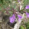 Fotografia 5 da espécie Acinos alpinus subesp. meridionalis do Jardim Botânico UTAD