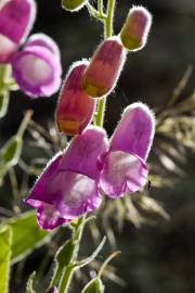 Fotografia da espécie Digitalis thapsi