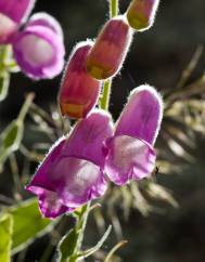 Digitalis thapsi