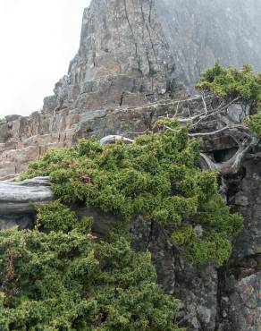 Fotografia 6 da espécie Juniperus squamata no Jardim Botânico UTAD