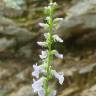 Fotografia 12 da espécie Anarrhinum bellidifolium do Jardim Botânico UTAD